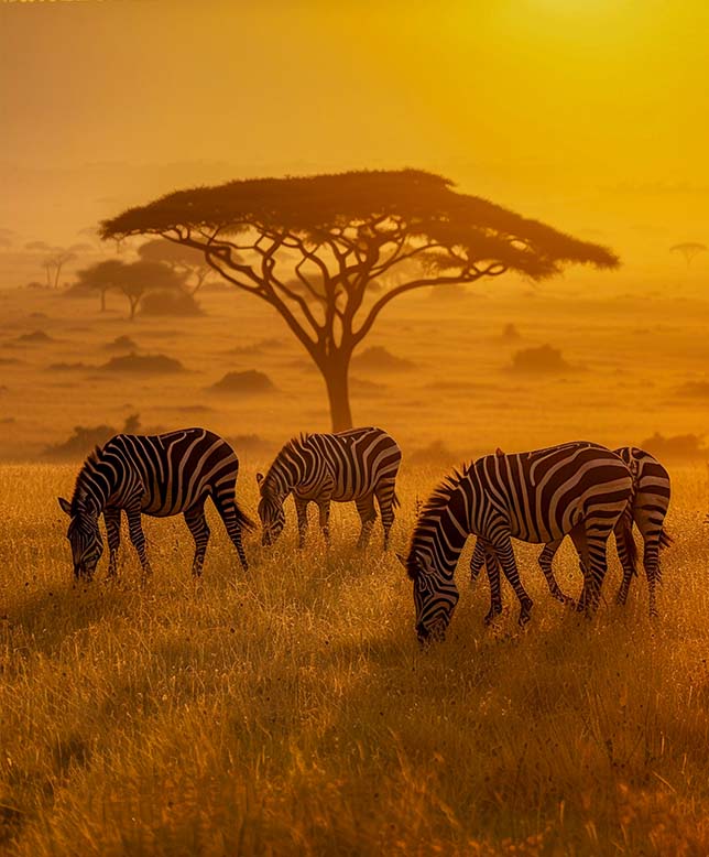 zebras feeding on the plain in south africa